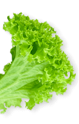 Vittorio’s Livingston shape